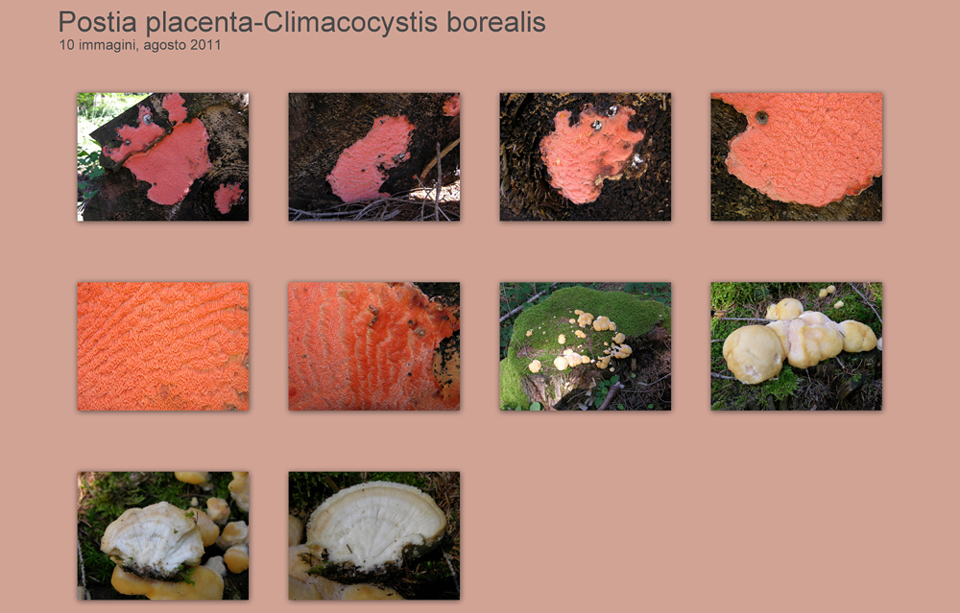 Postia placenta ----- Climacocystis borealis